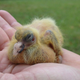 Illustration for article titled Gaze Upon The Fuzzy Scrawn Of An Elusive Baby Pigeon